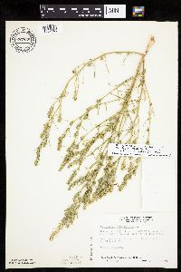 Corispermum pallasii image