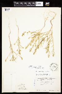 Corispermum pallasii image