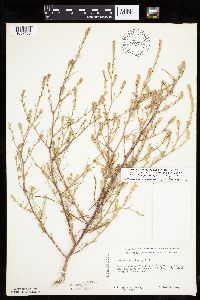 Corispermum pallasii image