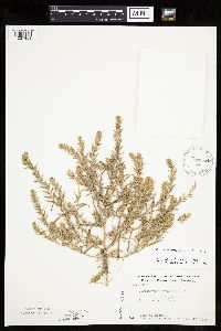 Corispermum pallasii image