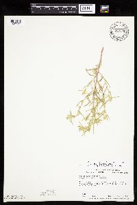 Corispermum pallasii image