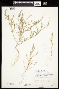 Corispermum pallasii image