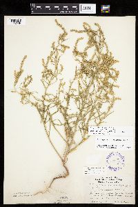 Corispermum pallasii image