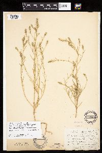 Corispermum pallasii image