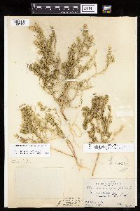 Corispermum pallasii image