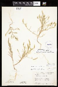 Corispermum pallasii image