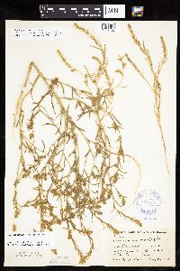 Corispermum pallasii image