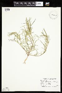 Corispermum pallasii image