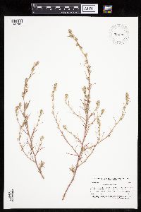 Corispermum pallasii image