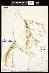 Corispermum pallasii image
