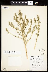 Corispermum pallasii image