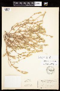 Corispermum villosum image