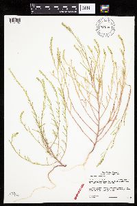 Corispermum villosum image