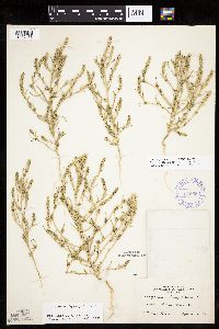 Corispermum villosum image