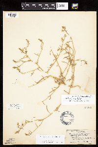 Corispermum villosum image