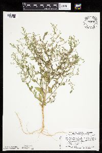 Cycloloma atriplicifolium image