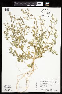 Cycloloma atriplicifolium image