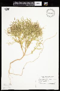 Cycloloma atriplicifolium image