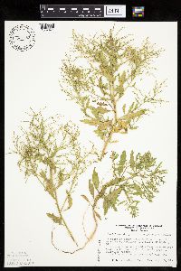 Cycloloma atriplicifolium image