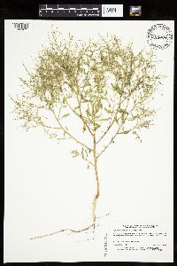 Cycloloma atriplicifolium image