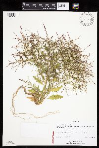 Cycloloma atriplicifolium image