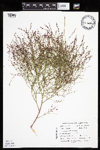 Cycloloma atriplicifolium image