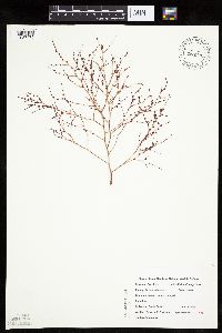 Cycloloma atriplicifolium image