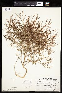 Cycloloma atriplicifolium image