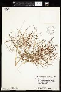Cycloloma atriplicifolium image