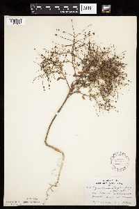 Cycloloma atriplicifolium image