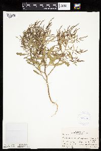 Cycloloma atriplicifolium image
