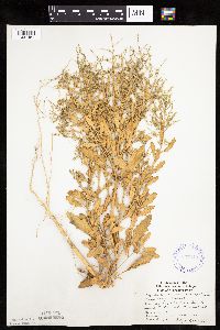 Cycloloma atriplicifolium image