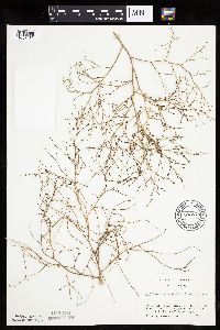 Cycloloma atriplicifolium image