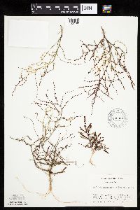 Image of Cycloloma atriplicifolium