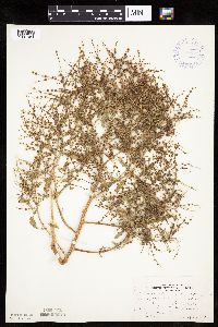 Cycloloma atriplicifolium image