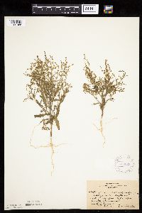 Cycloloma atriplicifolium image