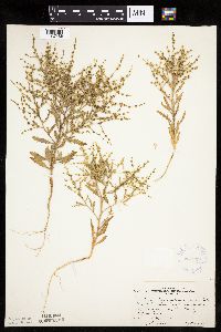 Cycloloma atriplicifolium image