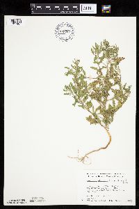 Cycloloma atriplicifolium image