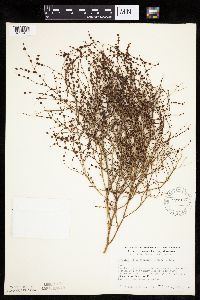 Cycloloma atriplicifolium image