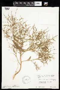 Cycloloma atriplicifolium image