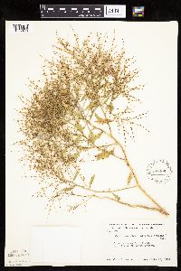 Cycloloma atriplicifolium image