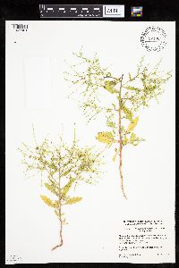 Cycloloma atriplicifolium image