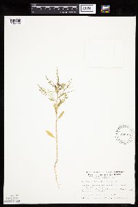 Cycloloma atriplicifolium image