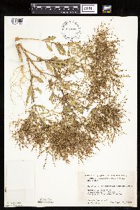 Cycloloma atriplicifolium image