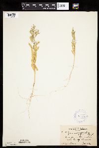Cycloloma atriplicifolium image