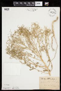 Cycloloma atriplicifolium image