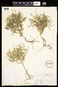Cycloloma atriplicifolium image