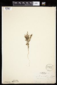 Cycloloma atriplicifolium image