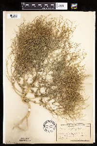 Cycloloma atriplicifolium image