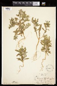 Cycloloma atriplicifolium image